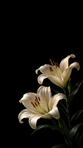 White Lilies on Black