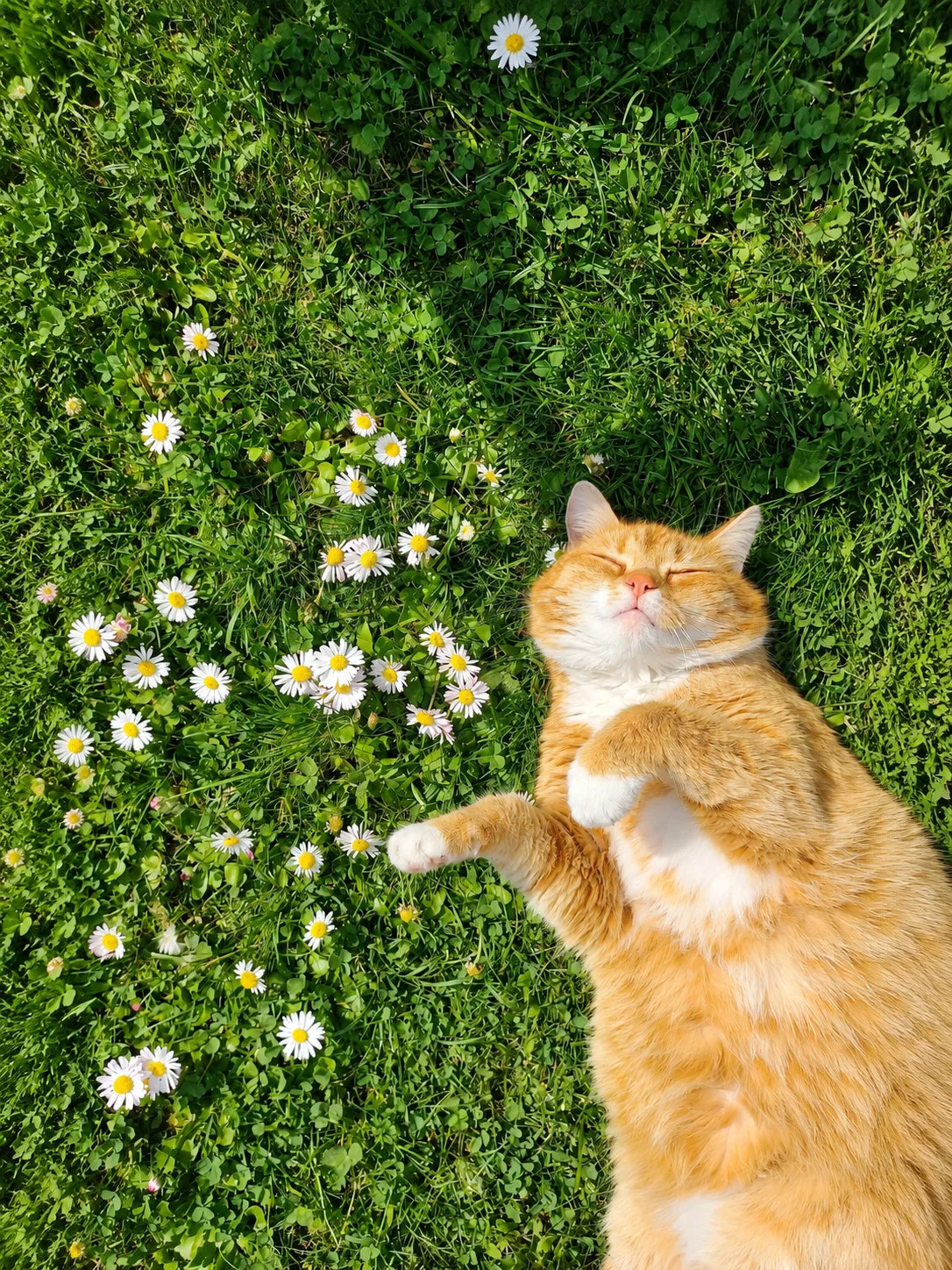 Cat Among Daisies