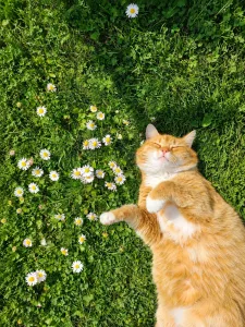 Cat Among Daisies