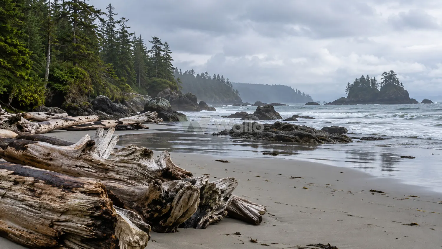Overcast Driftwood on Vancouver Island