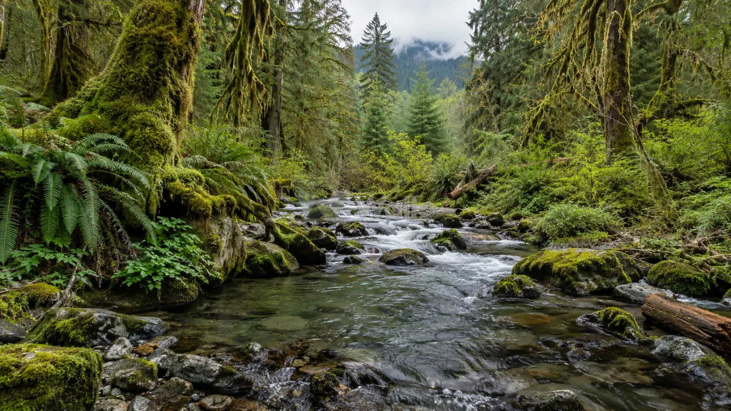 Mossy Olympic Rainforest Creek