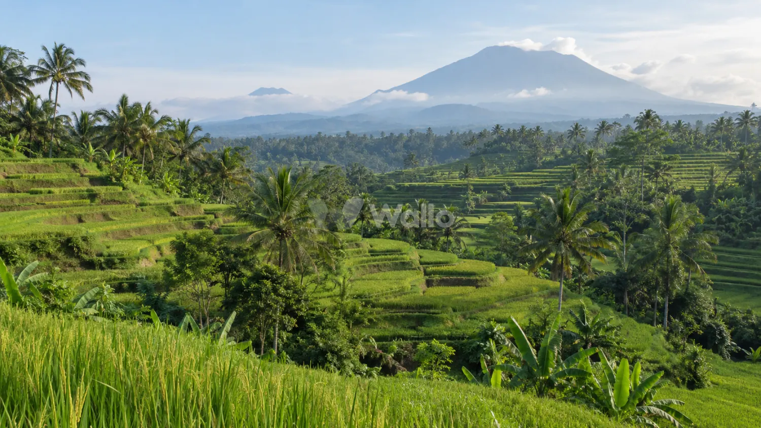 Bali Rice Terraces in Morning Light