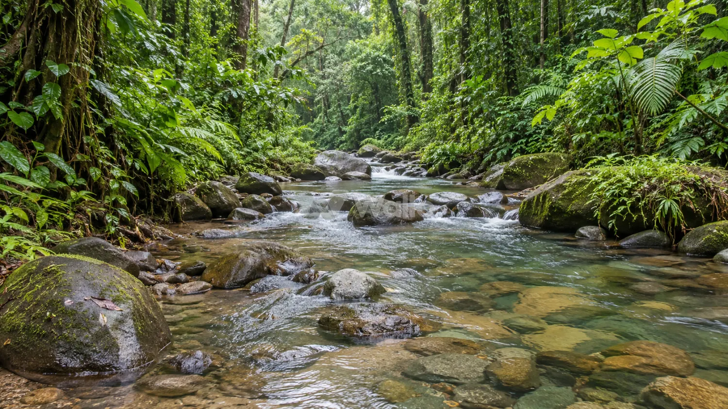 Costa Rica Rainforest Stream
