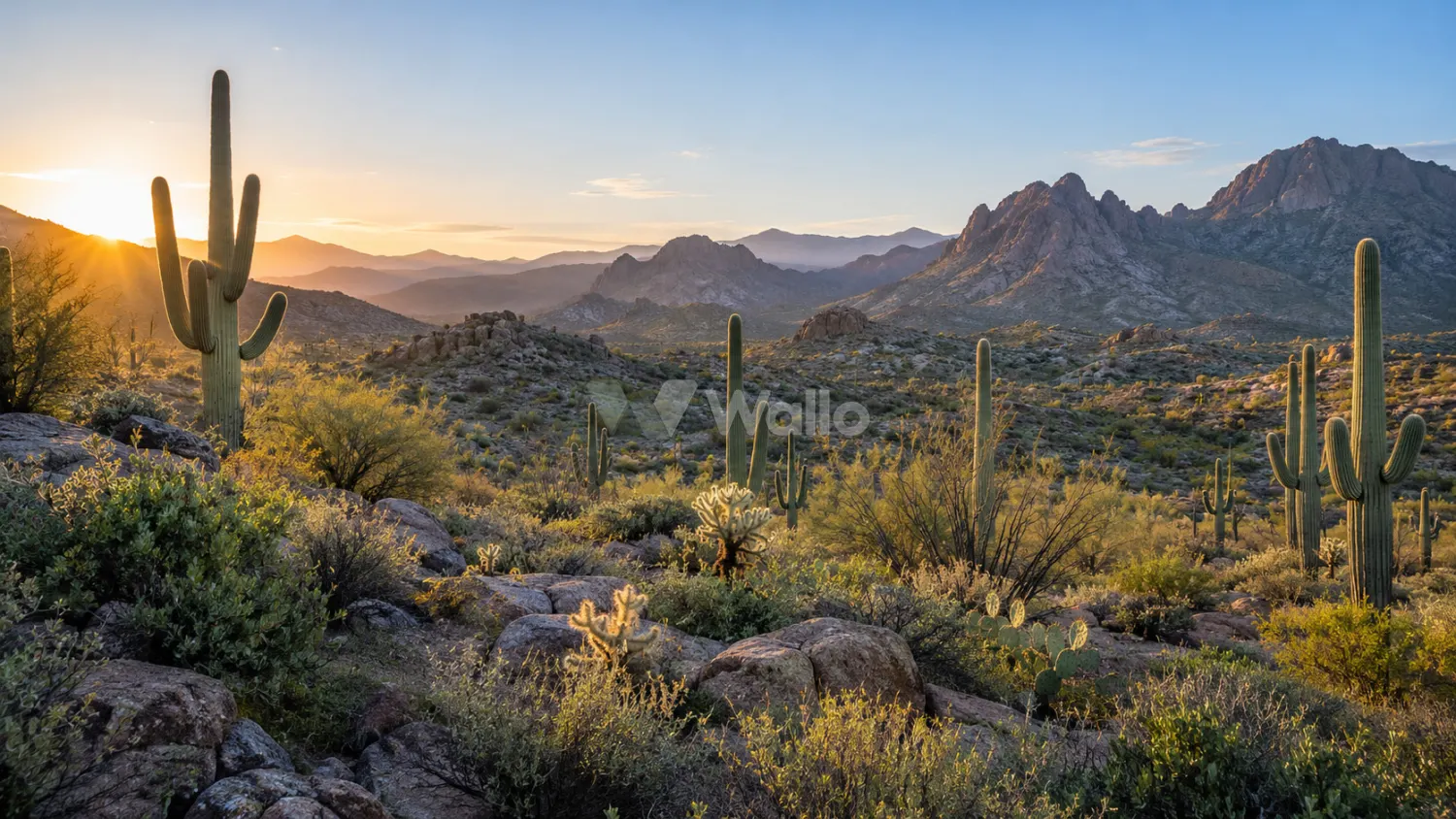 Saguaro Dawn in the Sonoran Desert