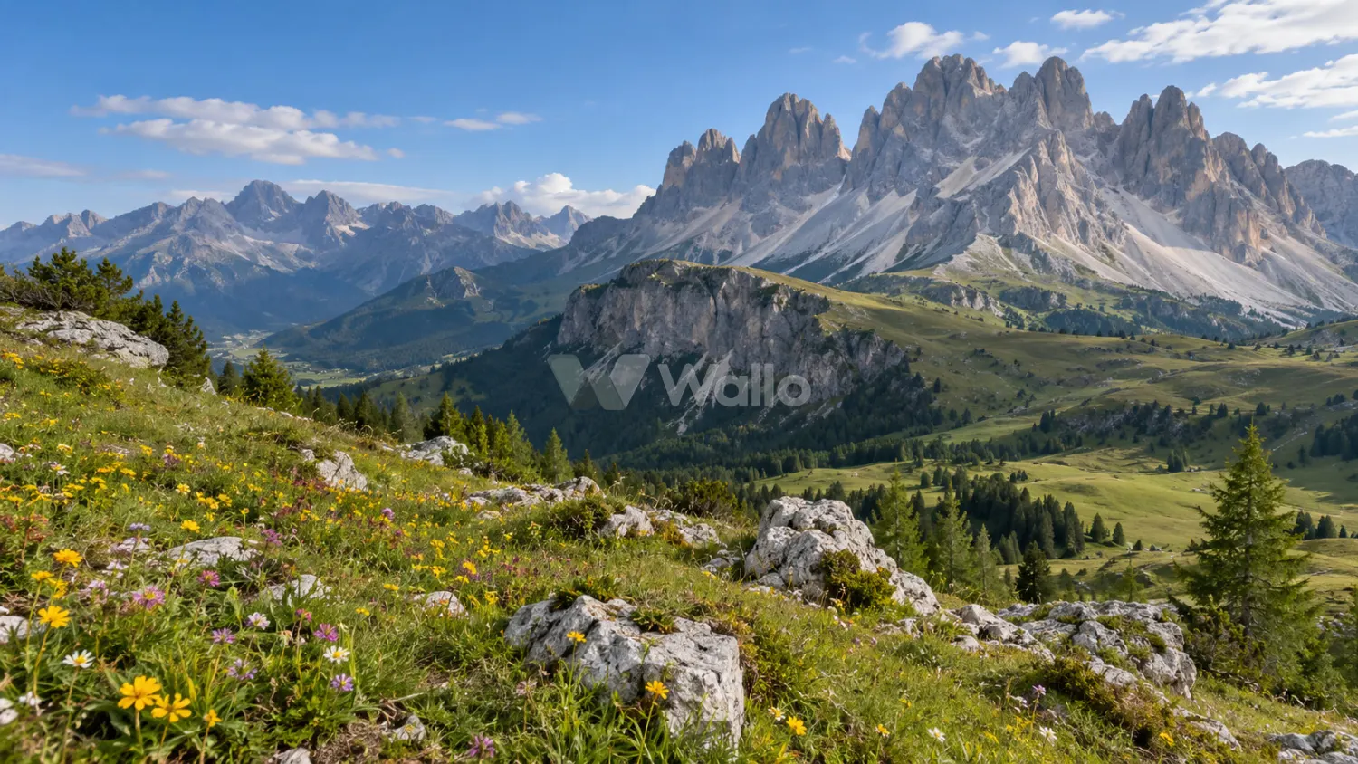 Wildflower Meadow Beneath the Dolomites
