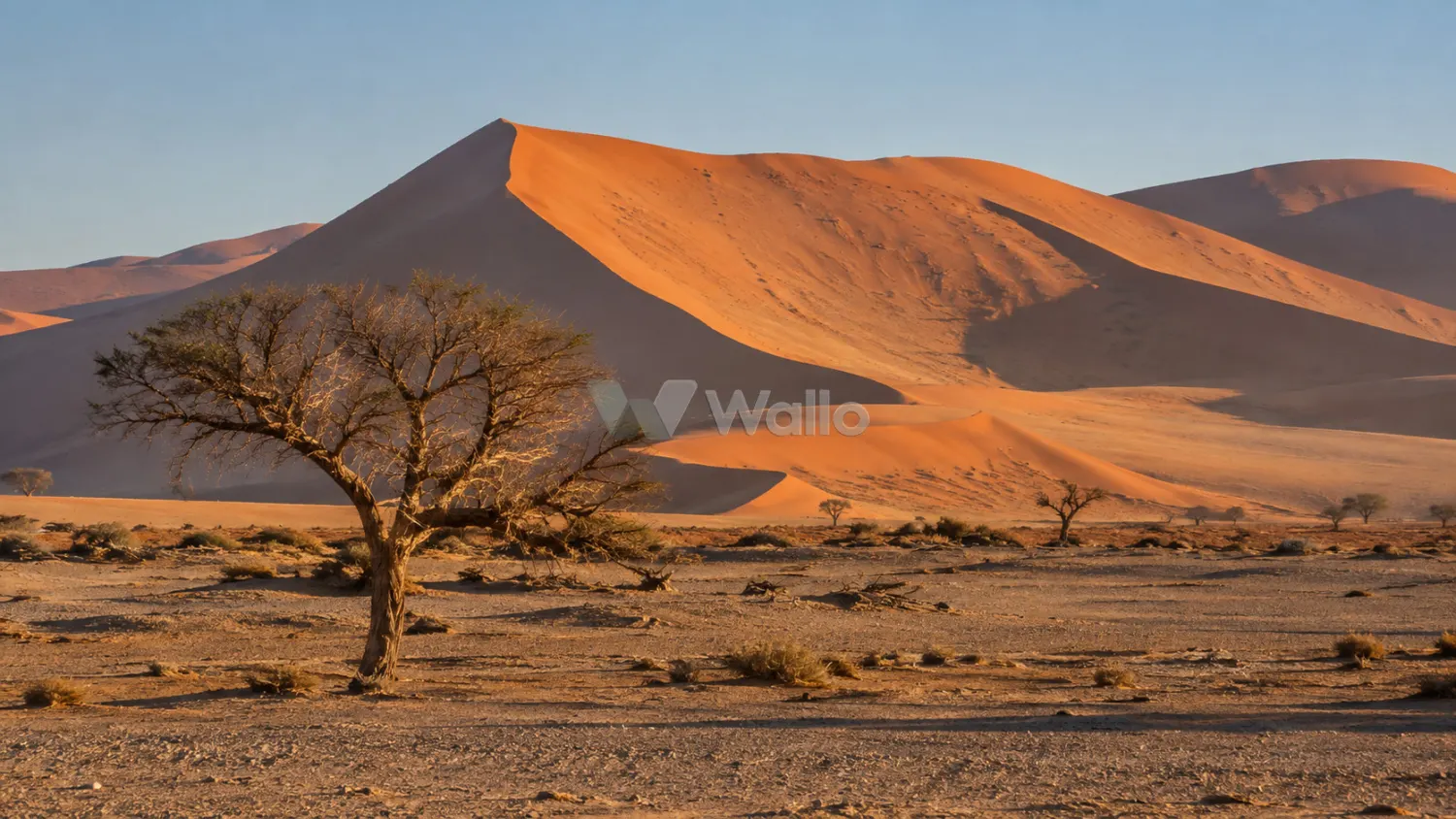 Sossusvlei Dunes in Morning Light